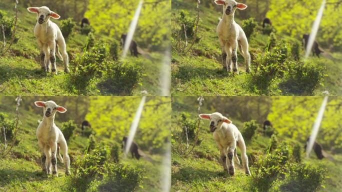 在农场里，一只美丽的白色小羊羔在大自然中