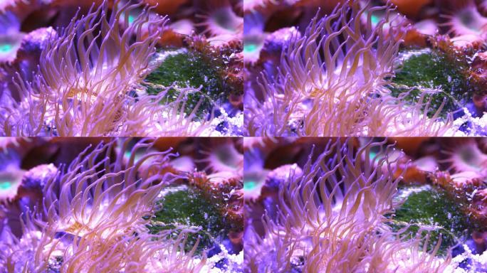 热带海底彩色珊瑚全景高清4K视频