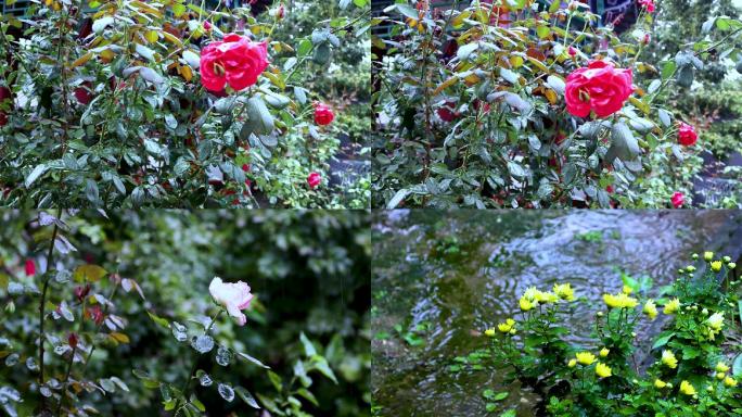 雨中的花，鲜艳娇嫩，让人心疼，无限惆怅。