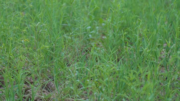 柴胡——中草药种植