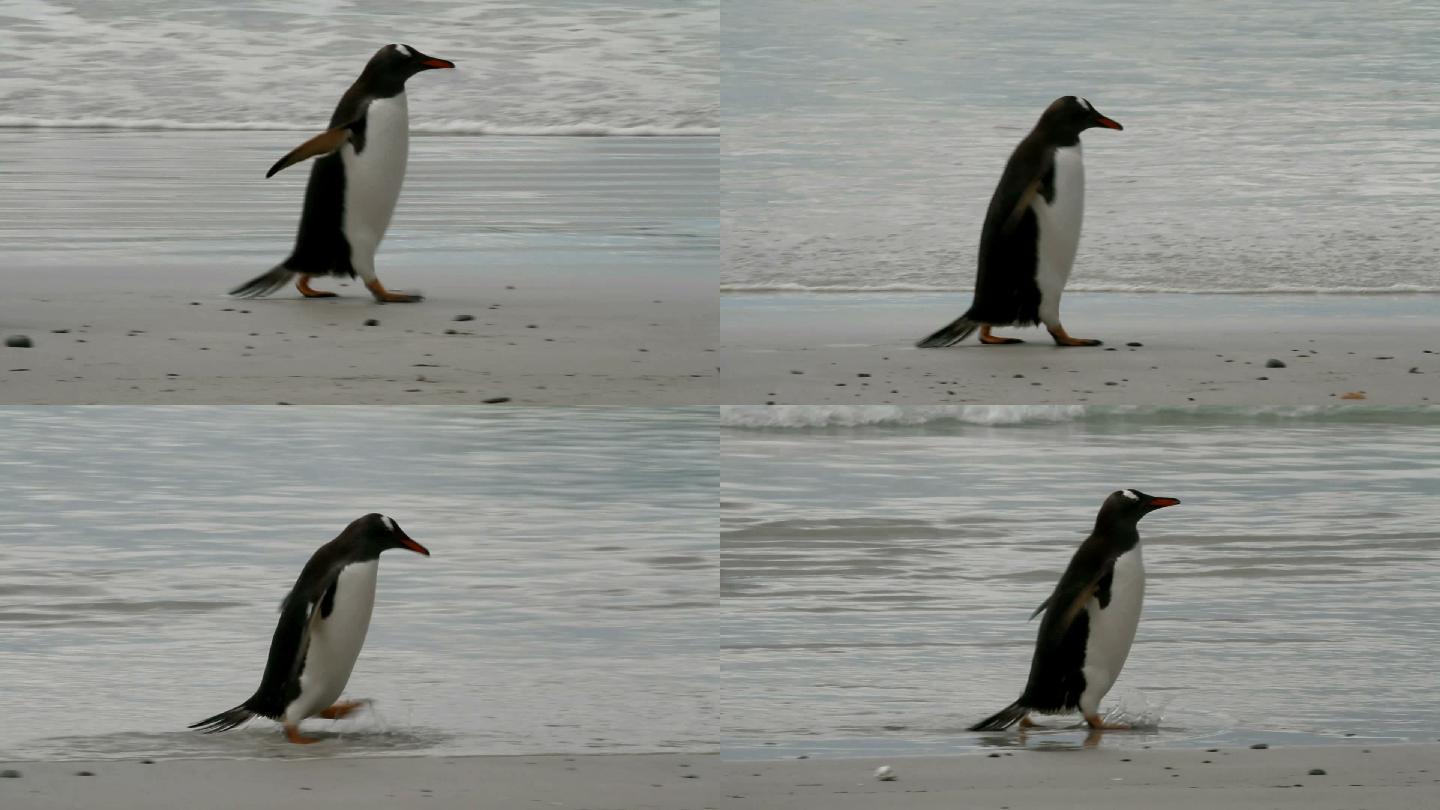 企鹅在海滩上奔跑