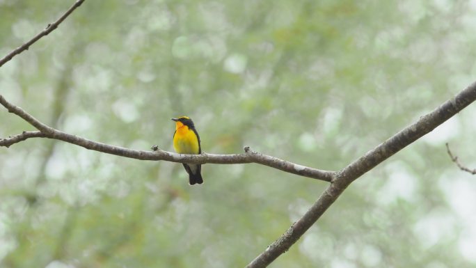 鸟鸣鸟儿站在枝头自然春天森林鸟类野生保护