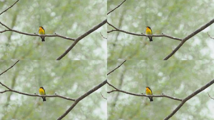 鸟鸣鸟儿站在枝头自然春天森林鸟类野生保护