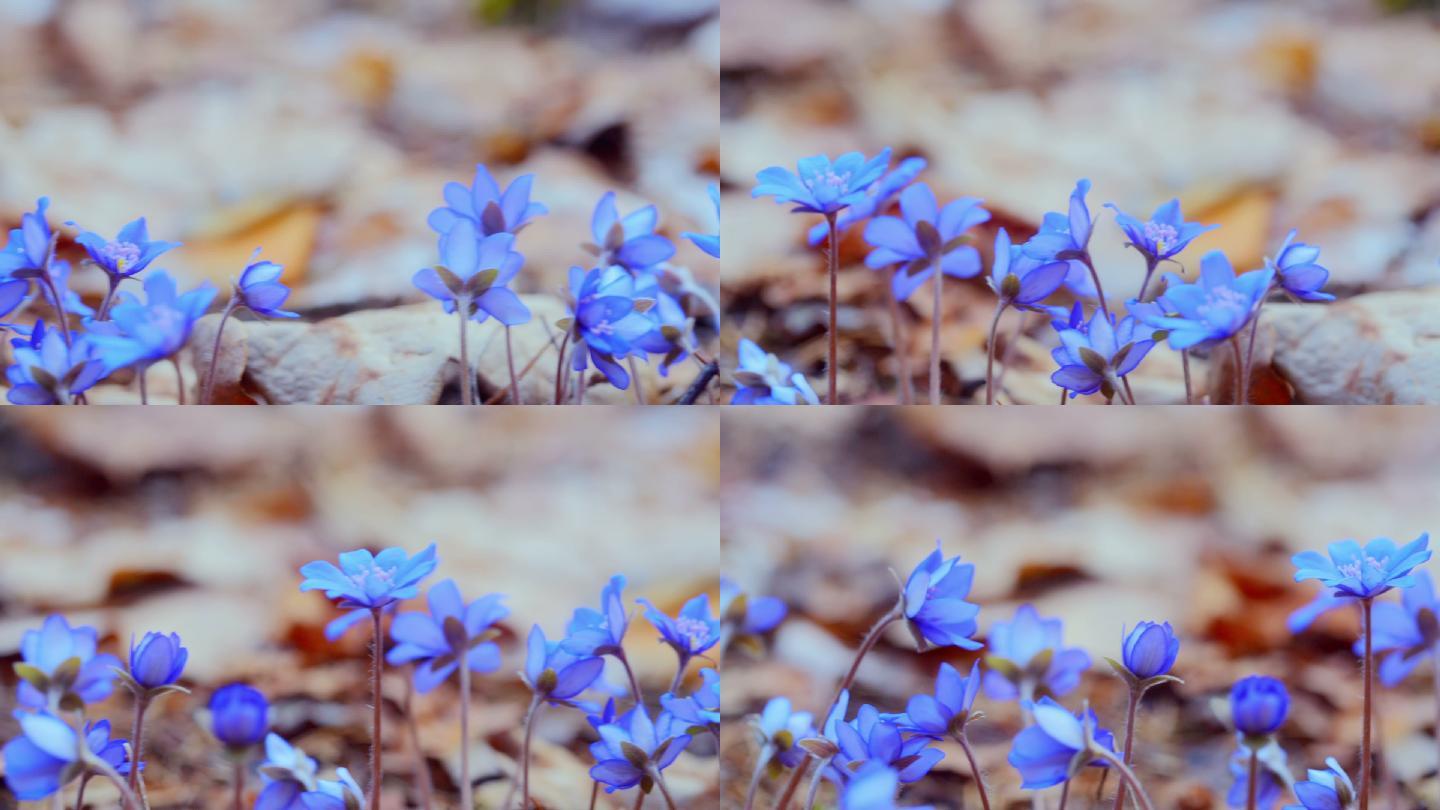 初春的蓝色雪花莲绽放。