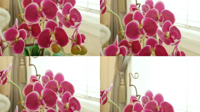 粉红兰花装饰在客厅，近距离