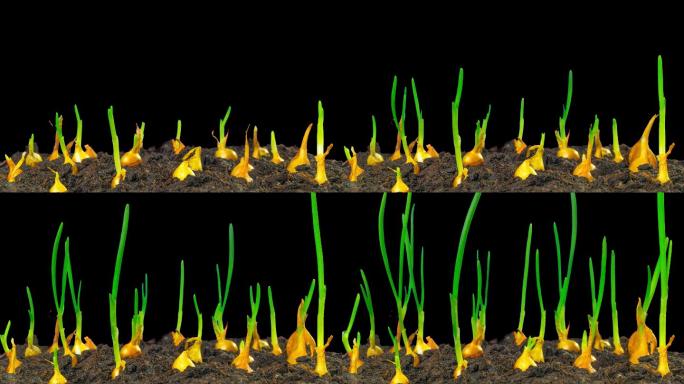 种小葱种子发芽延时生命力土壤土地