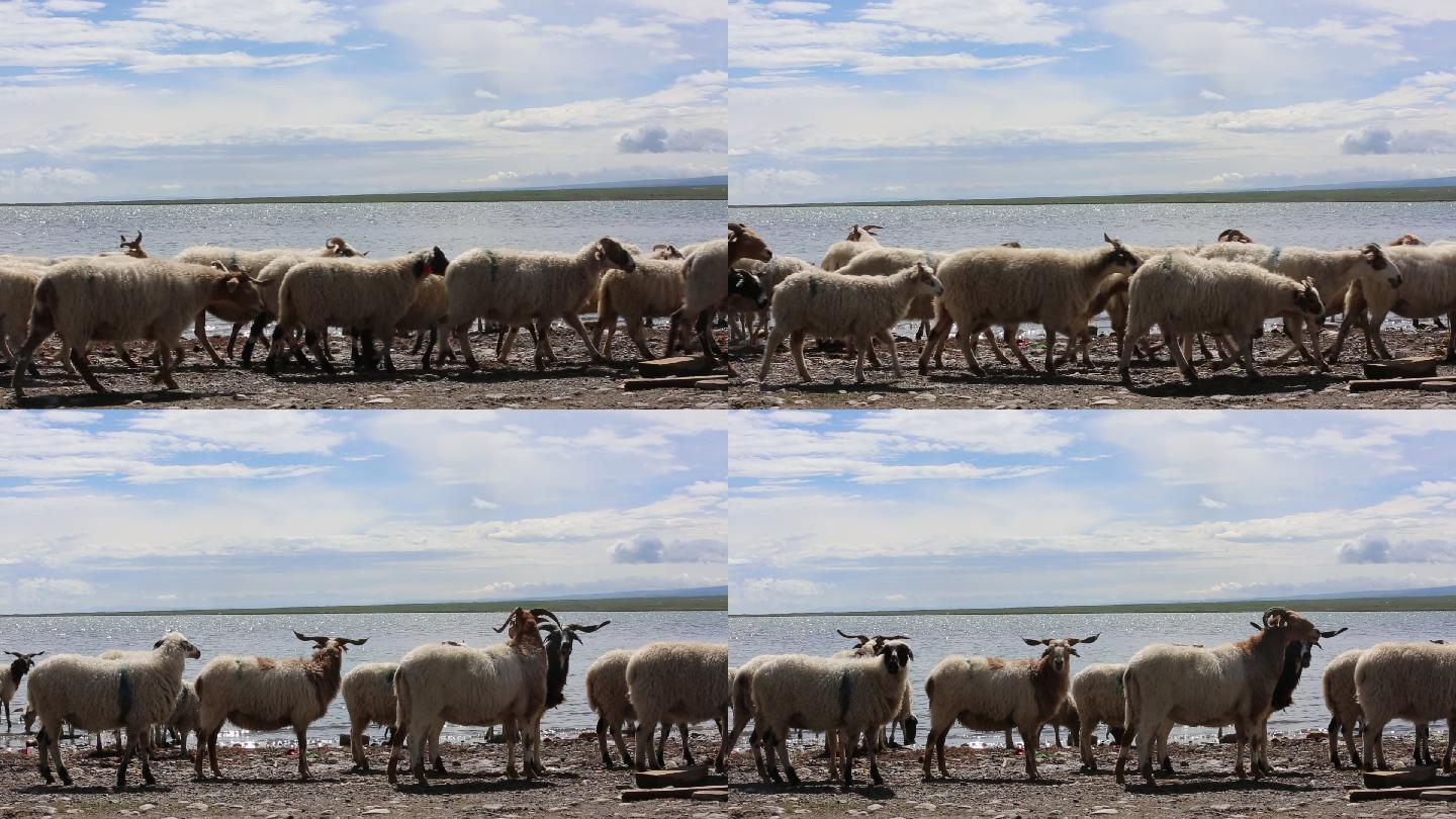 青海湖羊群