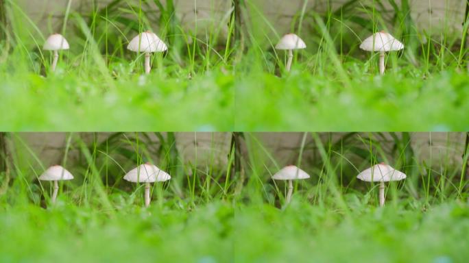 白蘑菇时间流逝，4K环境概念(UHD)