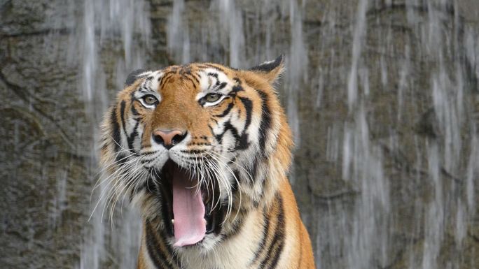 孟加拉虎打哈欠特写镜头野兽猛兽自然保护区