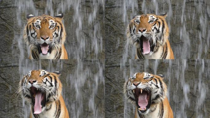 孟加拉虎打哈欠特写镜头野兽猛兽自然保护区