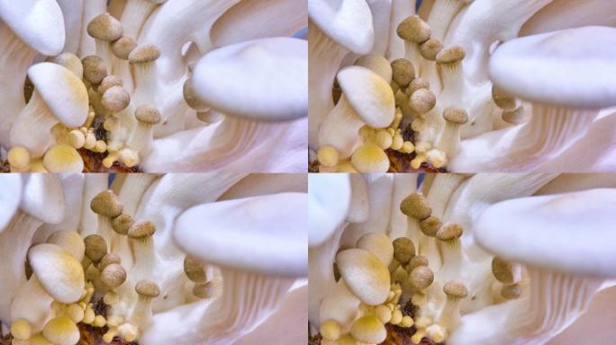 平菇生长的视频云南香菇食用菌