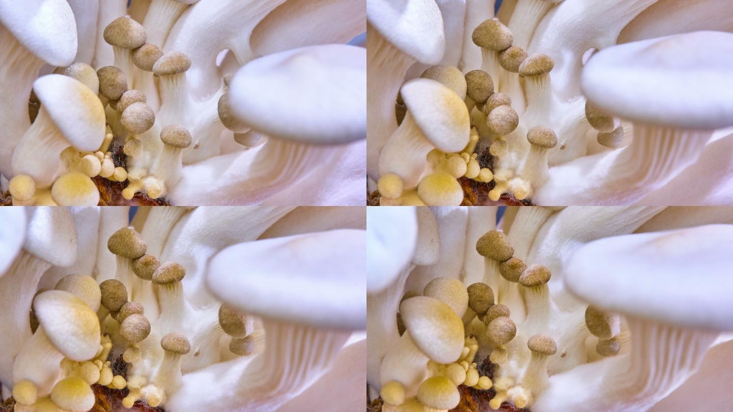 平菇生长的视频云南香菇食用菌