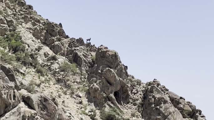 山羊 站在山上的羊 岩羊