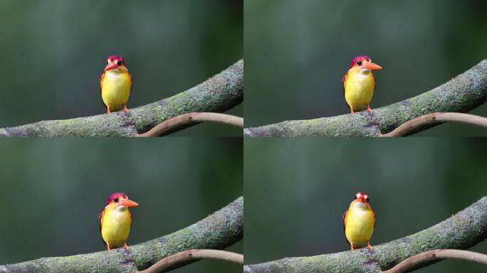 一只成年的红背翠鸟