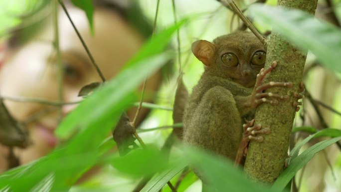 濒危物种眼镜猴躲在一根树枝后面