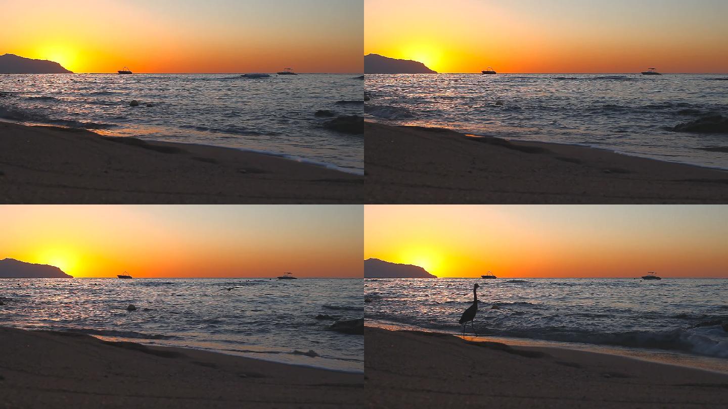 日出时分，黑鹭在红海岸边漫步