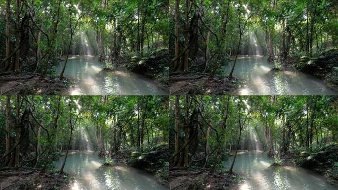 早晨阳光照耀着热带雨林中的流水
