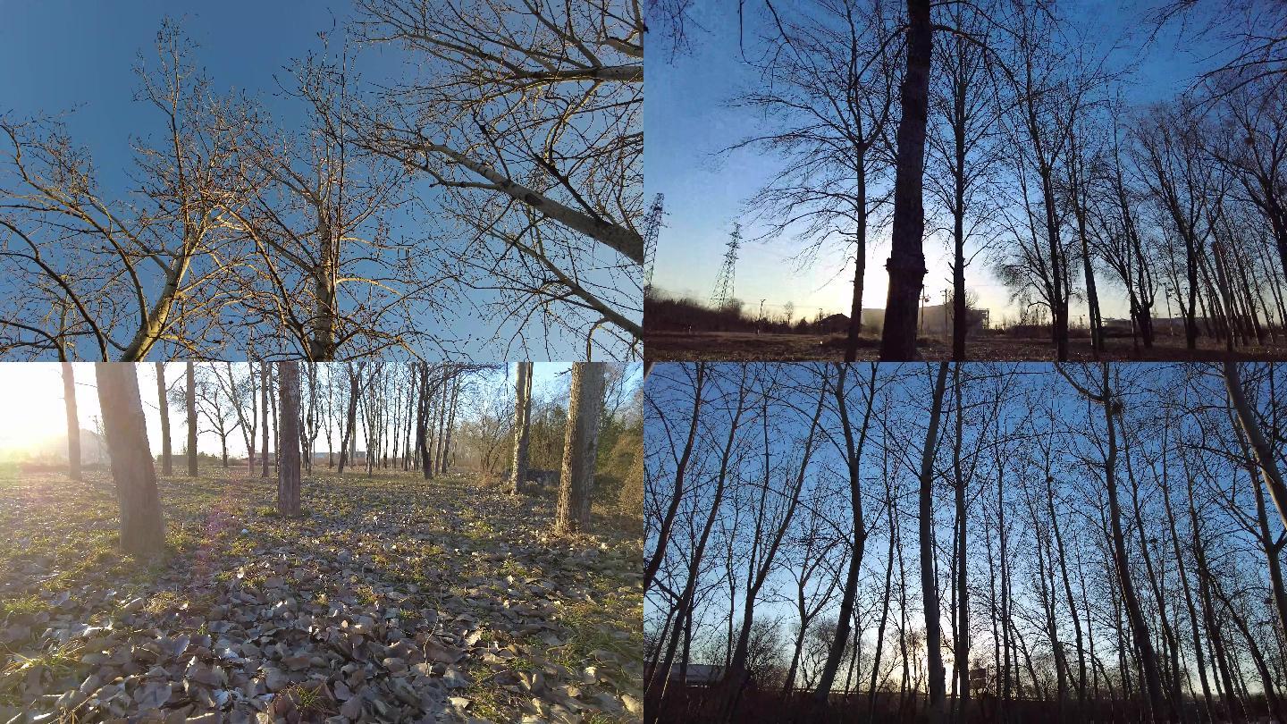 冬天早晨白杨树太阳升起的冬天冬天树木枯枝