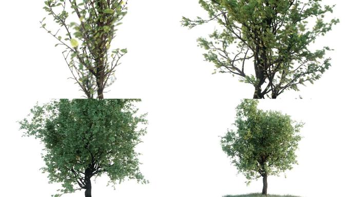 树木生长动画三维3D发芽长成大树
