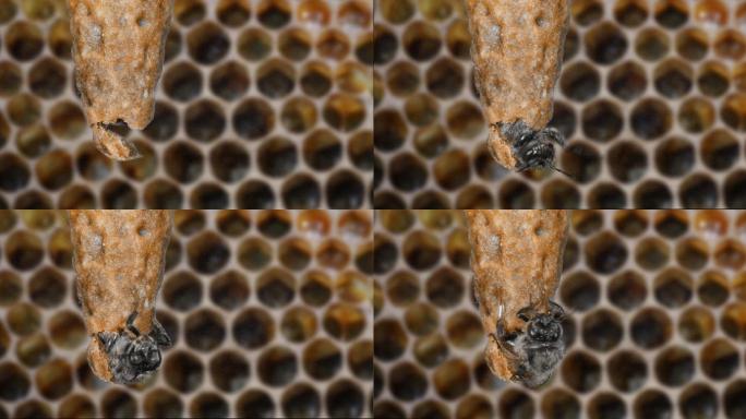 蜜蜂，蜂巢蜜蜂巢内部工蜂蜂窝