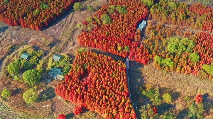 【原创4K】航拍崇明西沙湿地红杉林