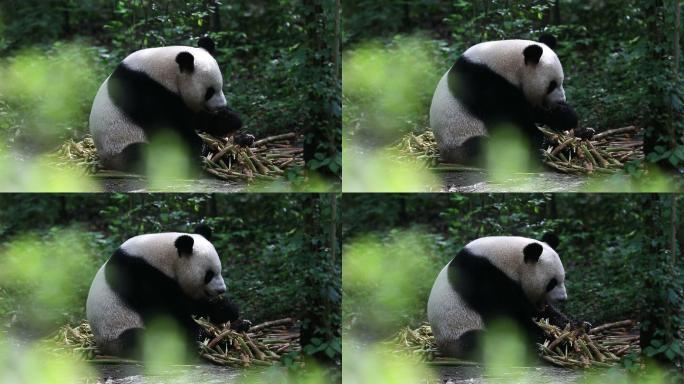 一只大熊猫正在吃竹笋