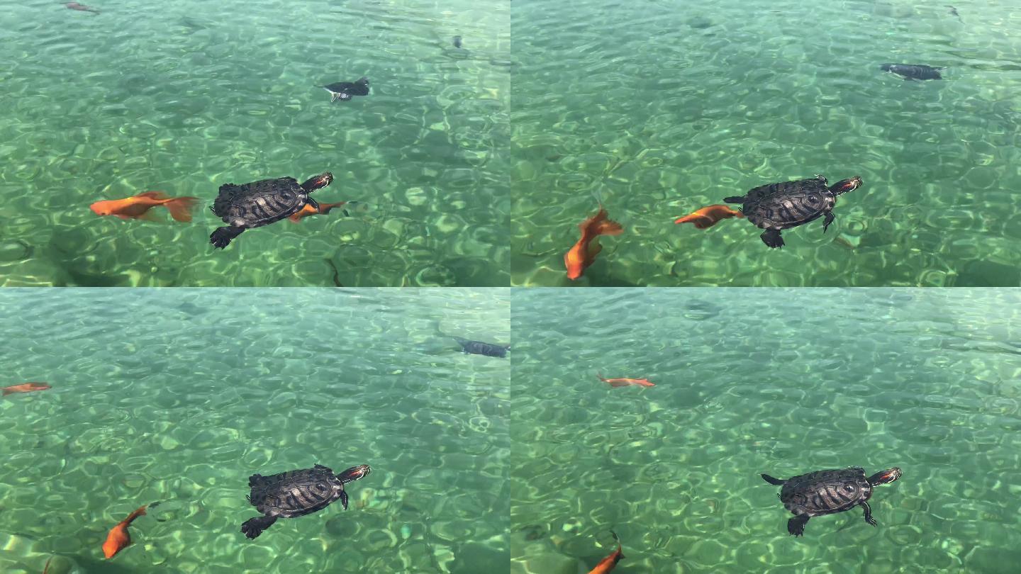 海龟游泳