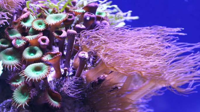 海底彩色珊瑚