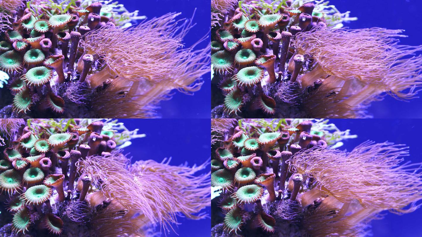 海底彩色珊瑚