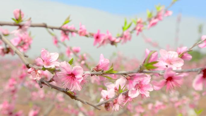 桃园盛开的桃花177