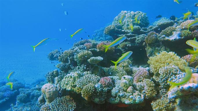 美丽的珊瑚礁和鲷鱼在红海