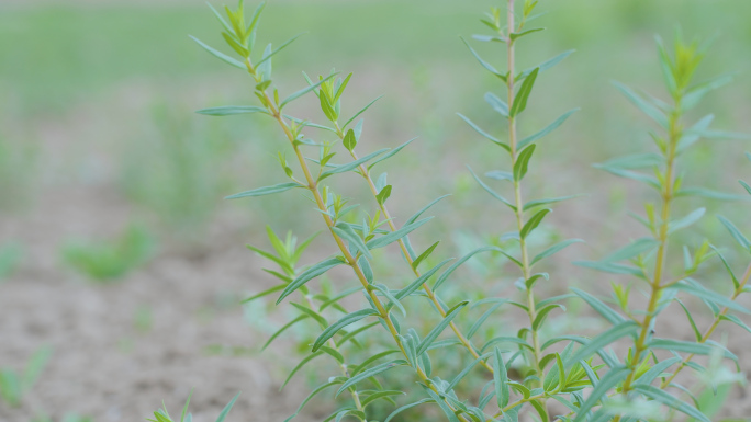 黄芩——中草药种植