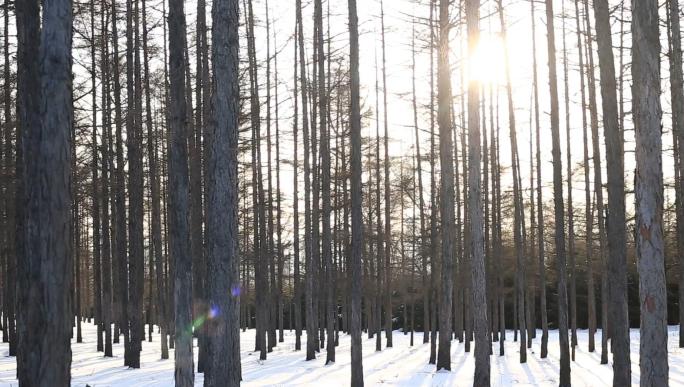 雪中 松树 松树林 森林