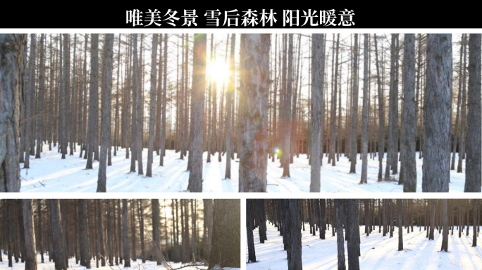 雪中 松树 松树林 森林