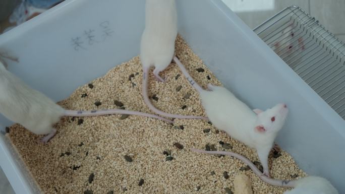 实验室里的小白鼠