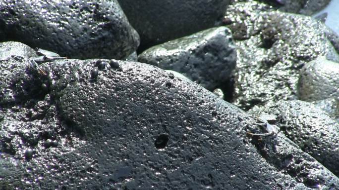 黑色火山岩上的螃蟹