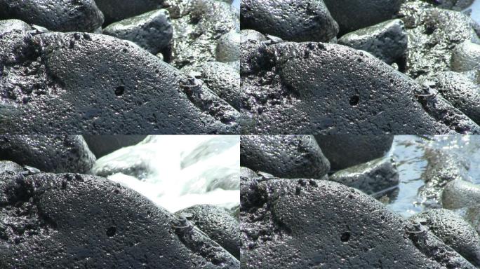 黑色火山岩上的螃蟹