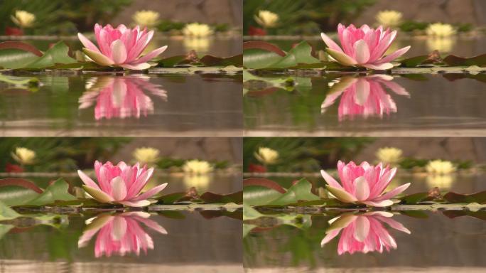 水池里的荷花荷塘水塘观赏莲花花期盛开花朵