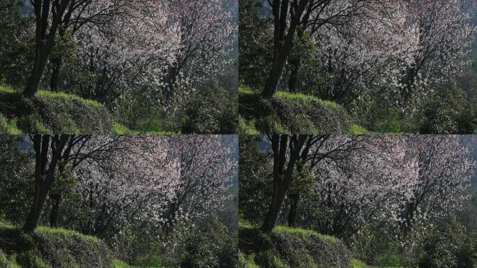 春天杏花开满树原素材