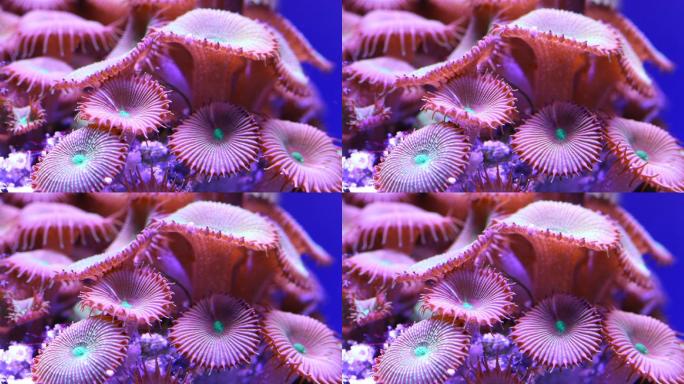 热带海底彩色珊瑚