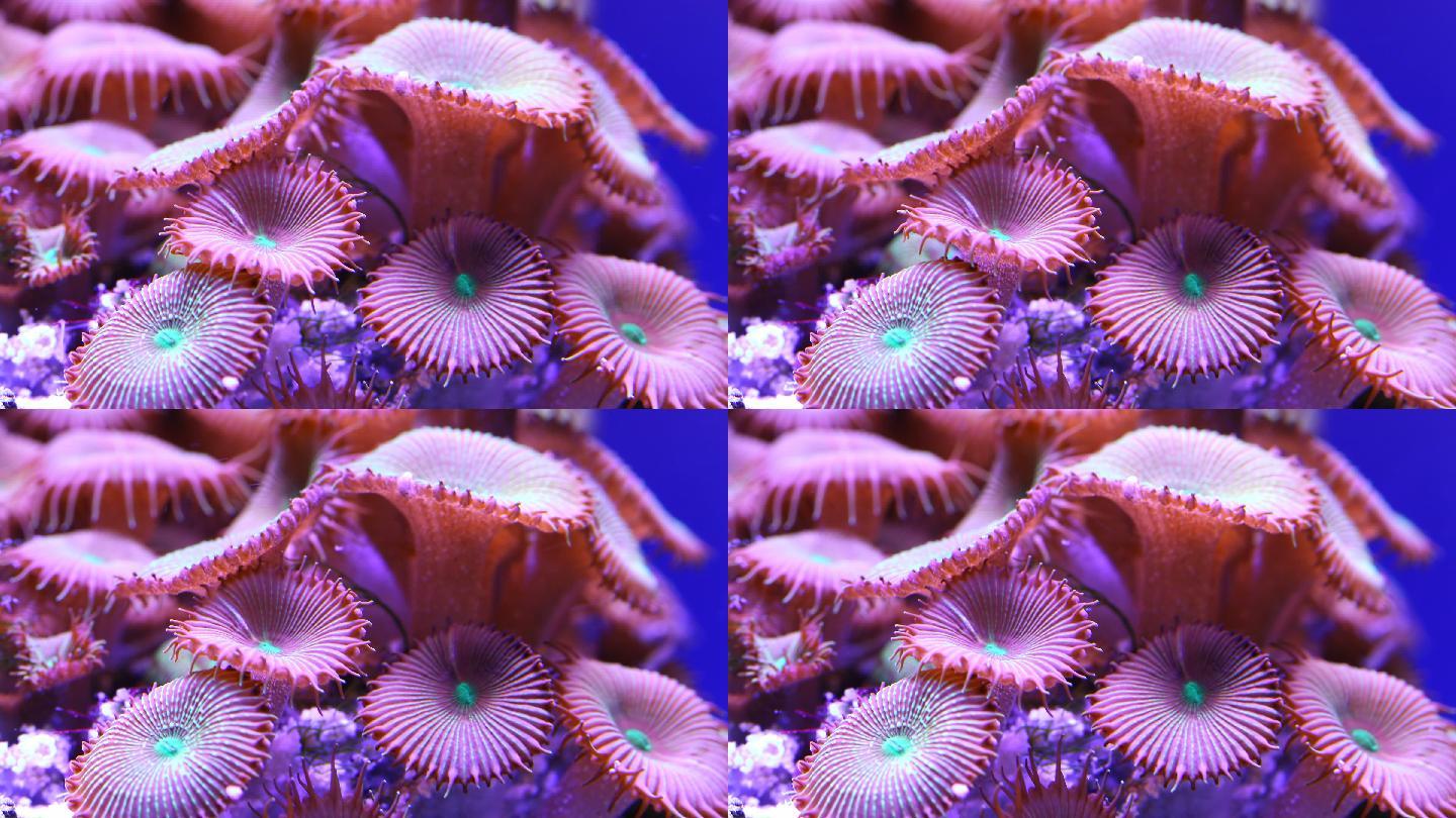 热带海底彩色珊瑚