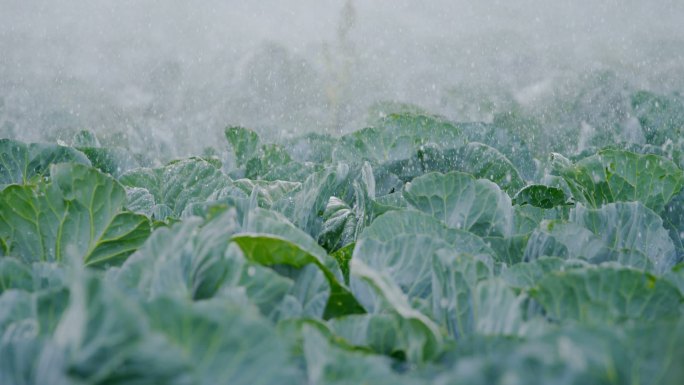 在地里给卷心菜浇水