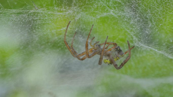 雨后，热带雨林中的棕色蜘蛛在织网。