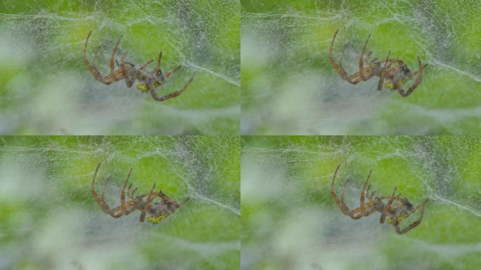 雨后，热带雨林中的棕色蜘蛛在织网。