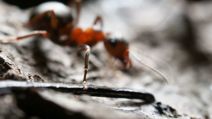 蚂蚁动物虫子微距拍摄生物体活体