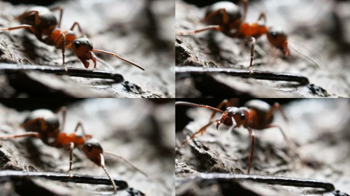 蚂蚁动物虫子微距拍摄生物体活体