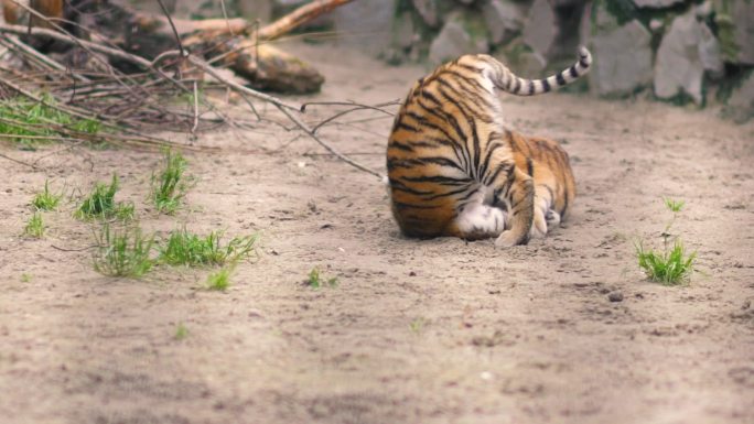 小老虎在动物园里互相玩耍。