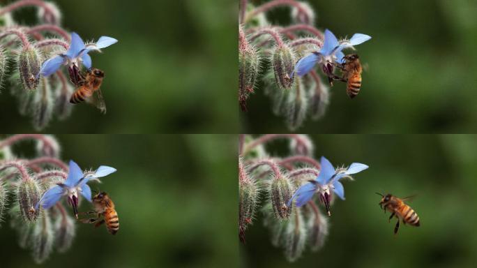 欧洲蜜蜂慢动作升格镜头起飞采蜜