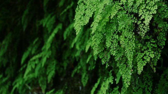 雨滴从茂密的绿色蕨类植物上落下