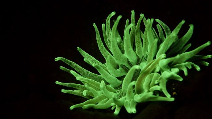 荧光灯近景珊瑚虫生物蠕动
